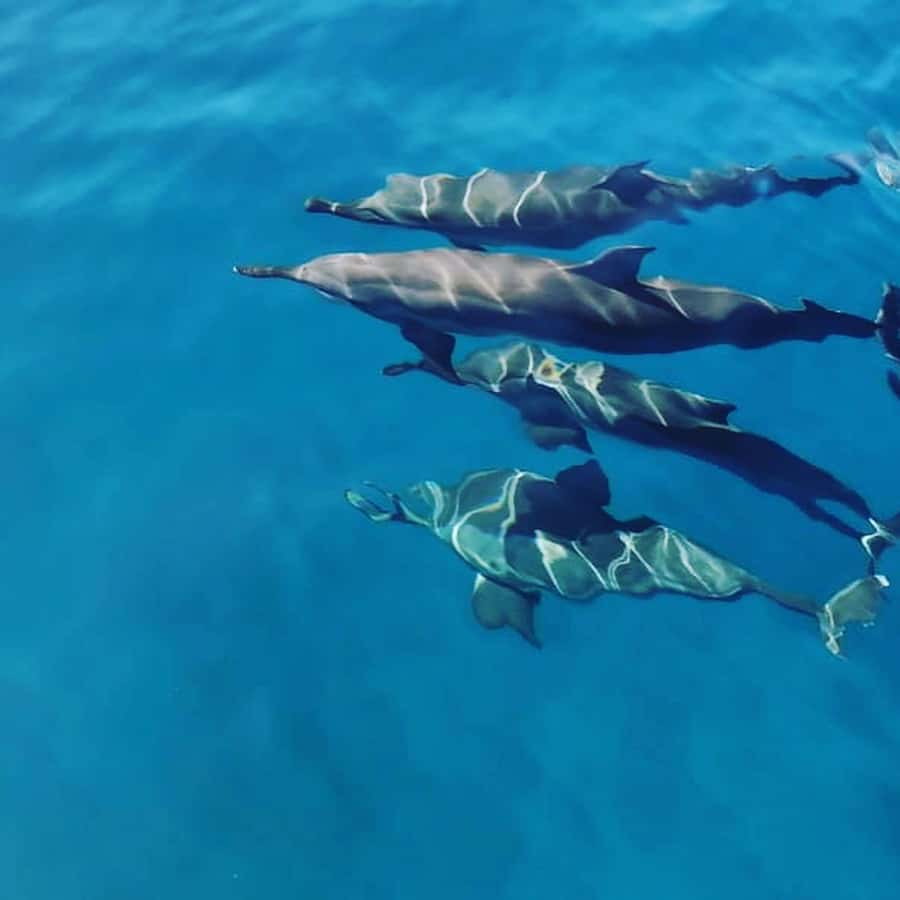 LE MORNE DOLPHINS SUNRISE TRIP - Key highlights you’ll care about