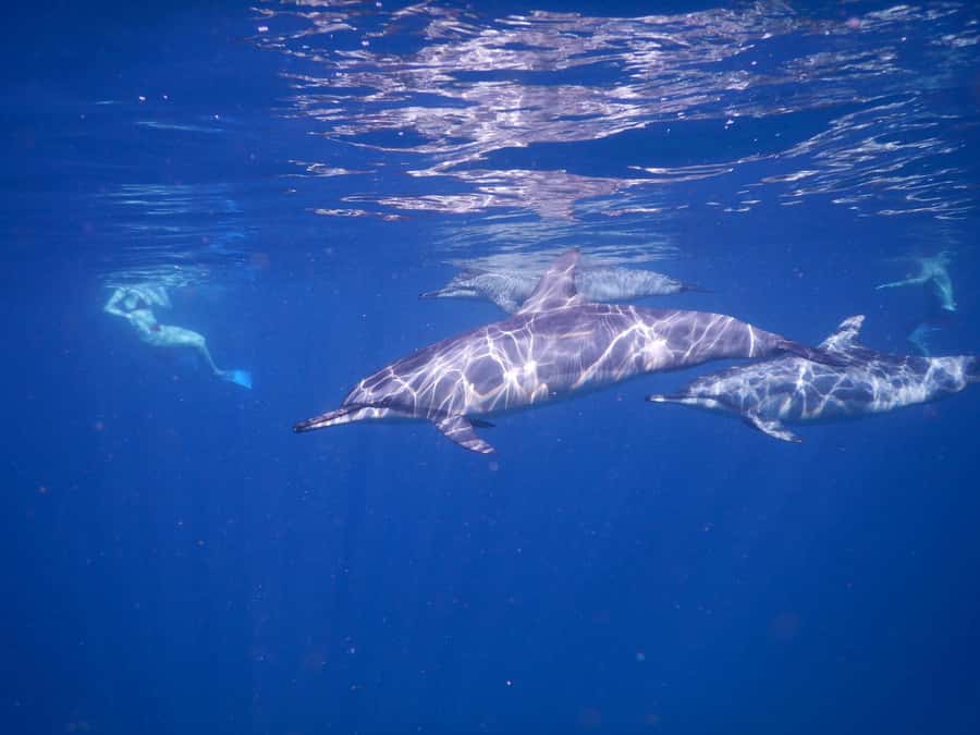LE MORNE DOLPHINS SUNRISE TRIP - What to Bring (and What Might Be Annoying If You Forget It)