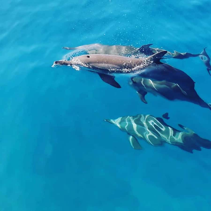 LE MORNE DOLPHINS SUNRISE TRIP - Onboard Breakfast and the Practical Reality of Early Mornings