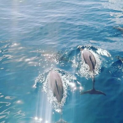 LE MORNE DOLPHINS SUNRISE TRIP - Dolphin Watching: Responsible Encounters With a Real Marine Focus