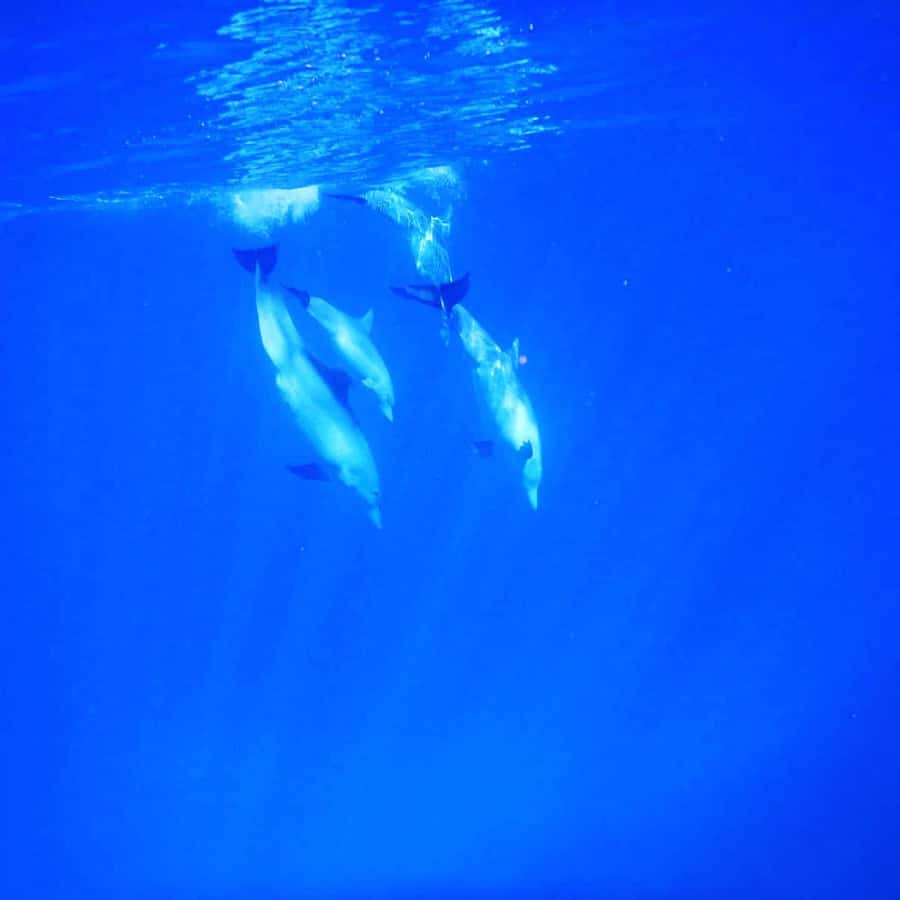 LE MORNE DOLPHINS SUNRISE TRIP - The Snorkeling Stop in the Lagoon: What to Expect