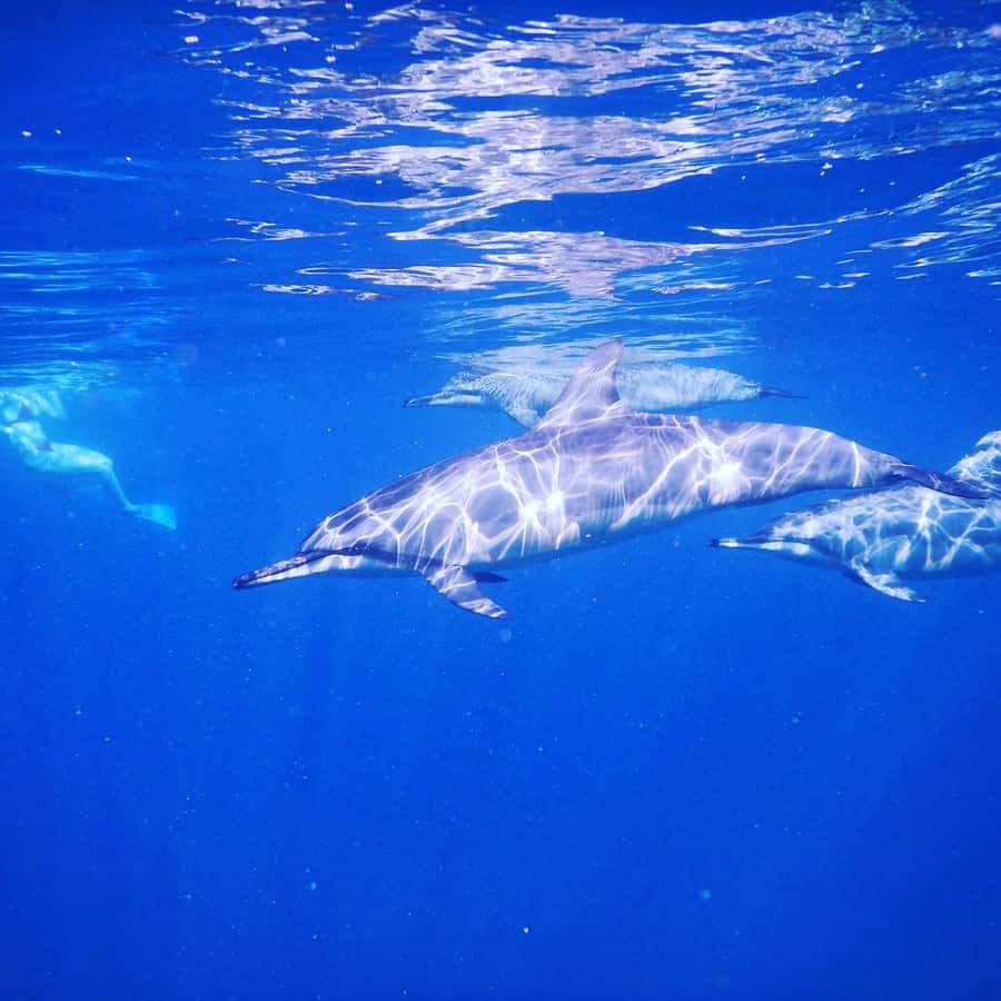 LE MORNE DOLPHINS SUNRISE TRIP - Comfort, Safety, and Who This Tour Fits