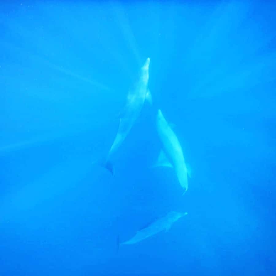 LE MORNE DOLPHINS SUNRISE TRIP - Guided Support: English, French, and a Crew That Makes It Feel Personal