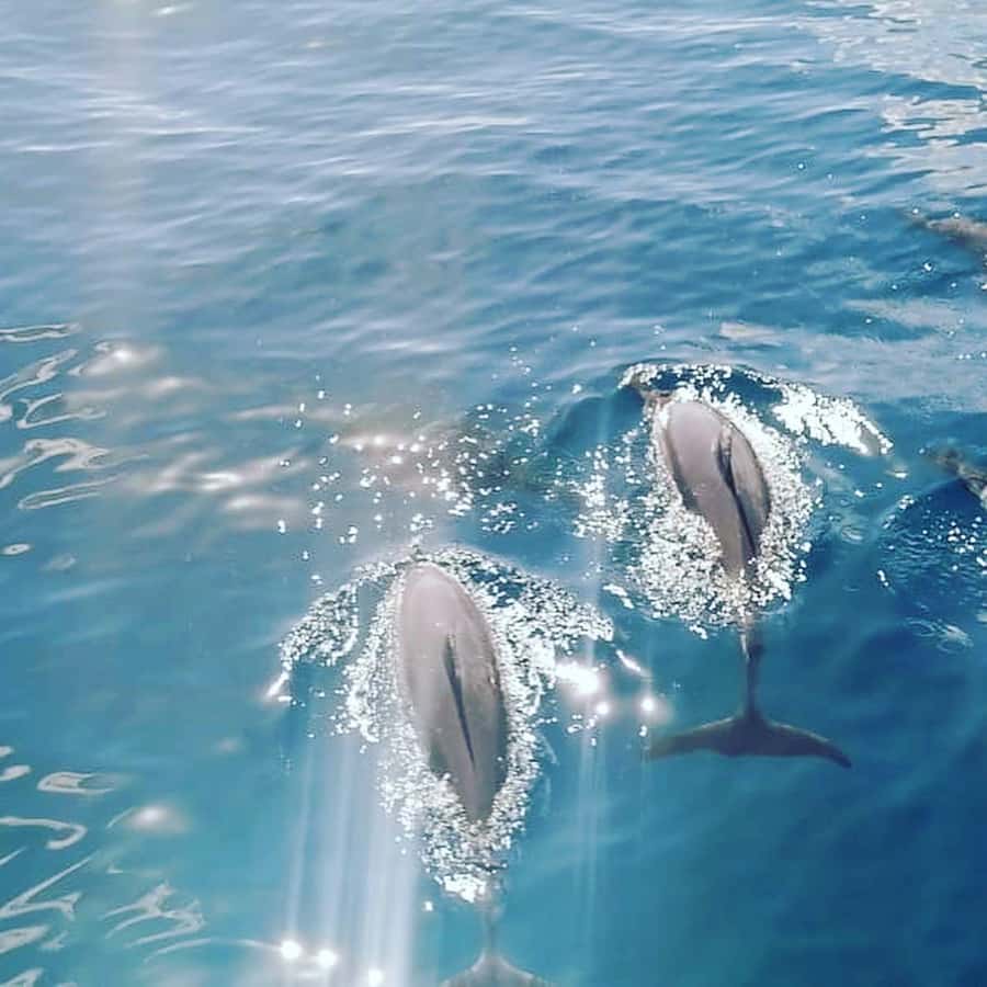 LE MORNE DOLPHINS SUNRISE TRIP - Dolphin Watching: Responsible Encounters With a Real Marine Focus
