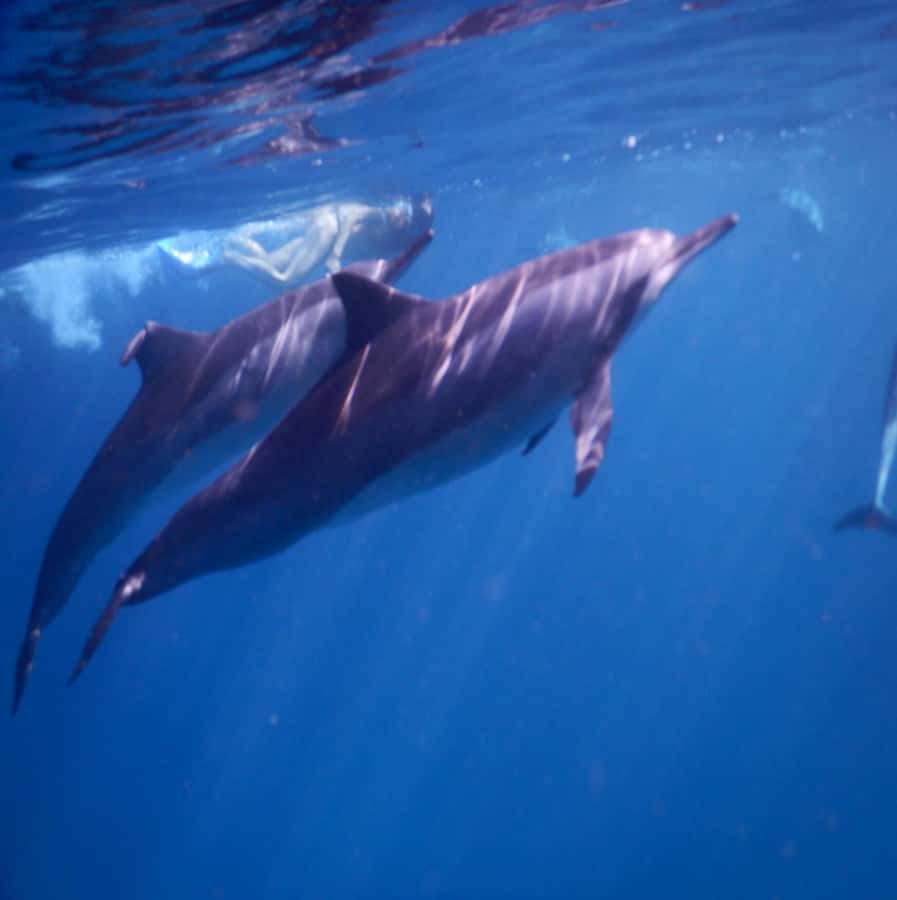 Le Morne: Private Boat Tour Dolphin-Watching & swimming - Key points to know before you go