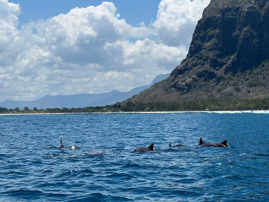 Le Morne: Private Boat Tour Dolphin-Watching & swimming - Private Dolphin Time From Le Morne Public Beach