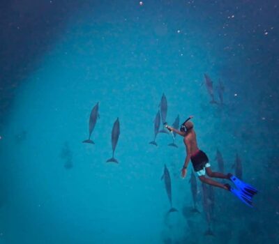 Le Morne: Private Boat Tour Dolphin-Watching & swimming - How the Observe & Swim Works (Without the Chaos)