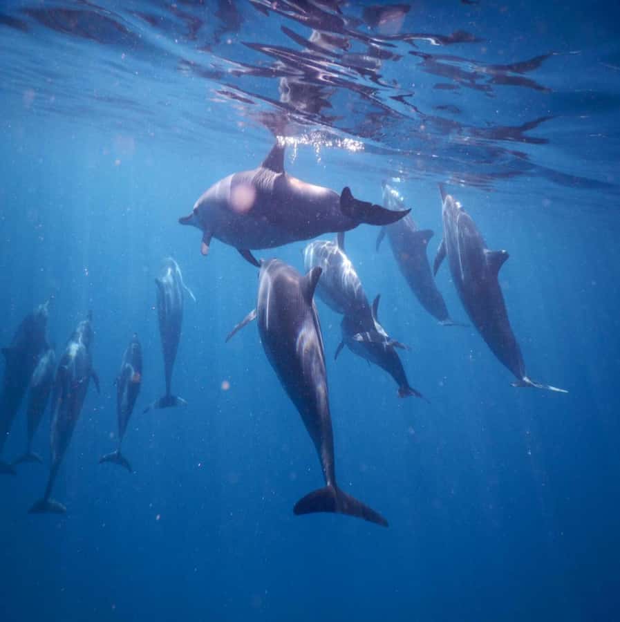Le Morne: Private Boat Tour Dolphin-Watching & swimming - The Le Morne Views: This Is More Than Just Wildlife