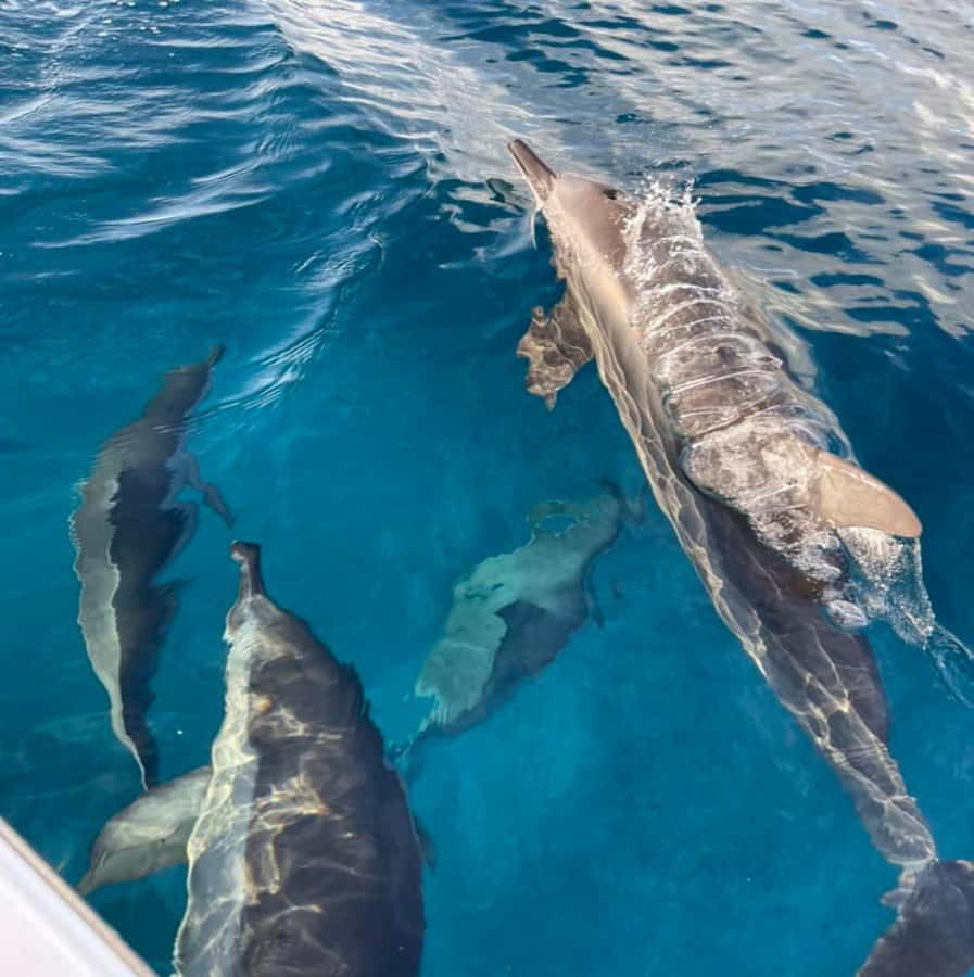 Le Morne: Private Boat Tour Dolphin-Watching & swimming - What to Bring (So the Day Stays Easy)