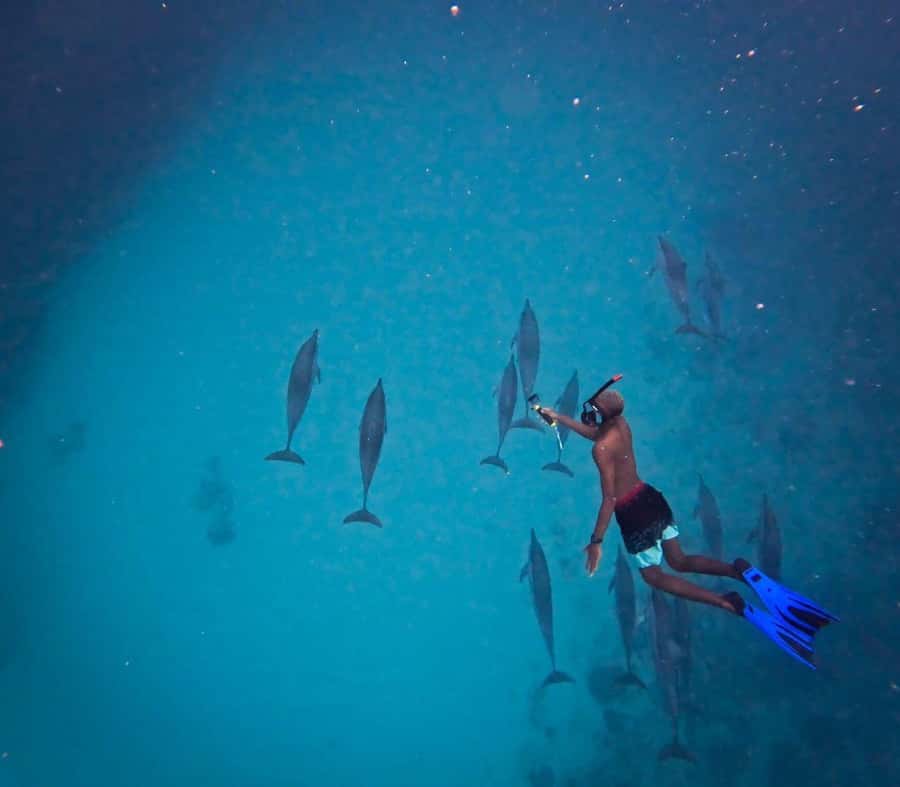Le Morne: Private Boat Tour Dolphin-Watching & swimming - How the Observe & Swim Works (Without the Chaos)