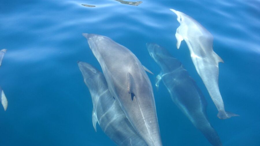 Lisbon: Arrábida Natural Park Dolphin Watching Boat Tour - What to Bring (So You’re Comfortable for the Full Ride)