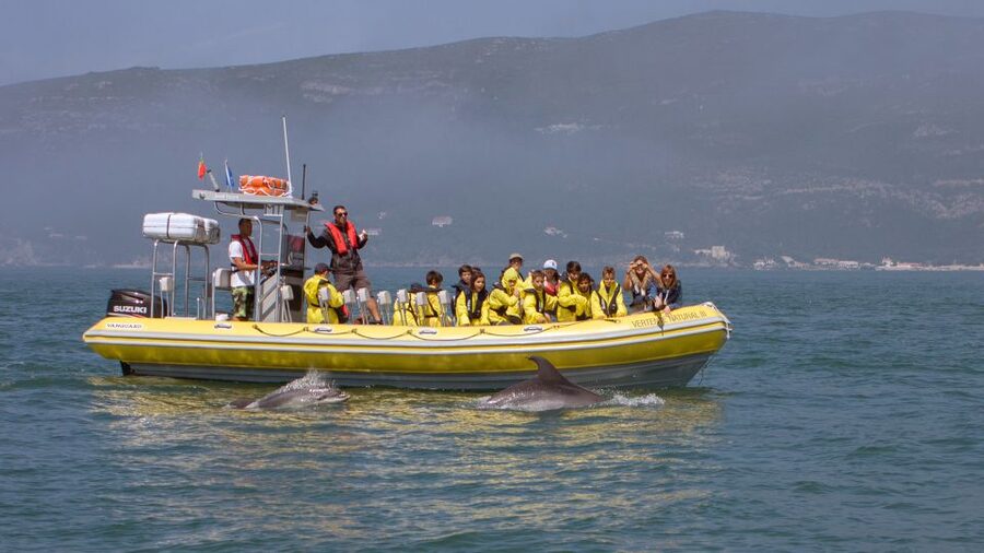 Lisbon: Arrábida Natural Park Dolphin Watching Boat Tour - Arrábida Natural Park: Real Marine Country, Not a Stand-In