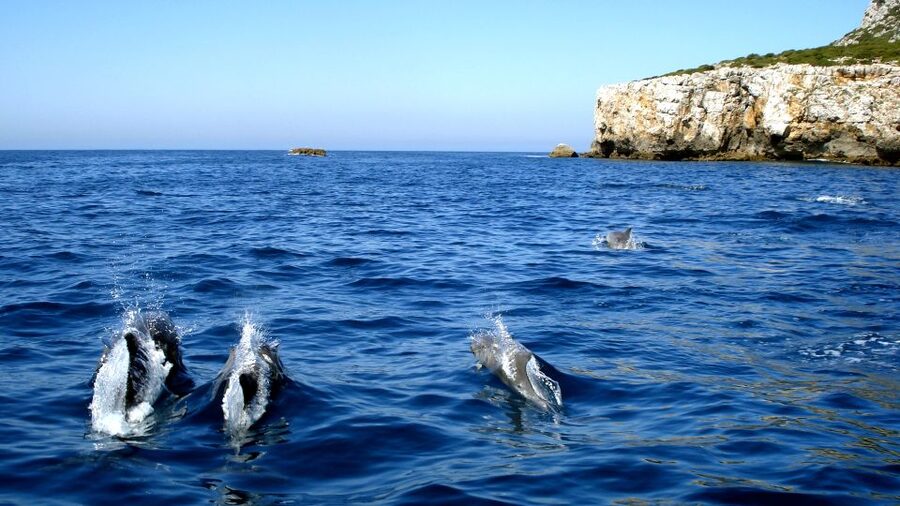Lisbon: Arrábida Natural Park Dolphin Watching Boat Tour - Dolphin Searching: What the 95% Chance Really Feels Like