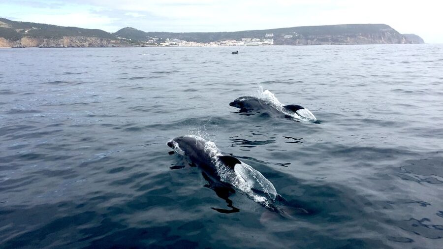 Lisbon: Arrábida Natural Park Dolphin Watching Boat Tour - The Food Moment: Regional Pastry as More Than a Snack