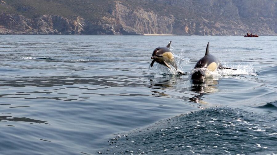 Lisbon: Arrábida Natural Park Dolphin Watching Boat Tour - Timing: Why Duration Can Mean Two Different Things