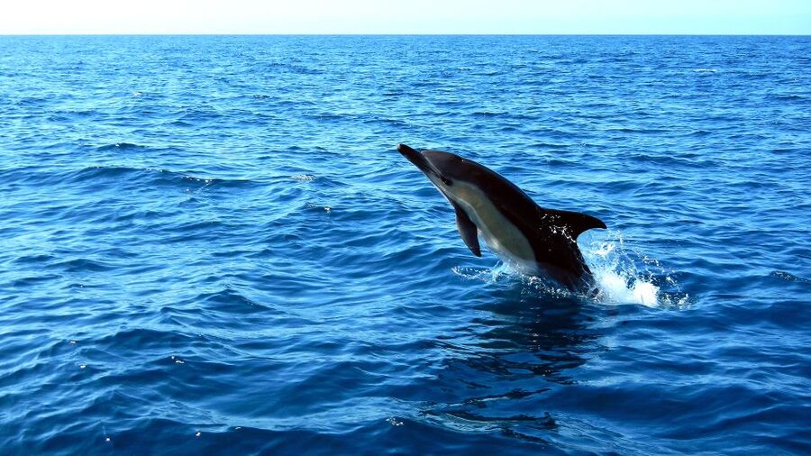 Lisbon: Arrábida Natural Park Dolphin Watching Boat Tour - Transportation From Central Lisbon: Easy Option, No Hotel Pickups