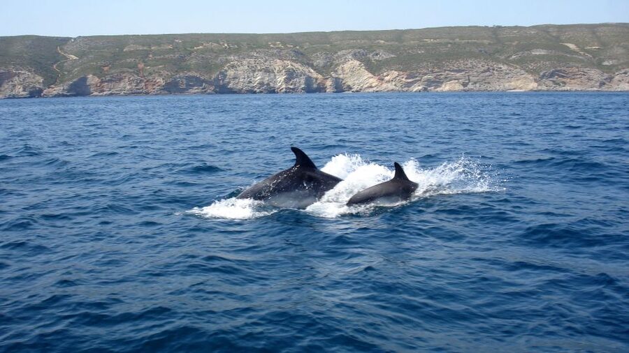 Lisbon: Arrábida Natural Park Dolphin Watching Boat Tour - Guides and the Human Touch: Marta, Mario, Jessica, and More