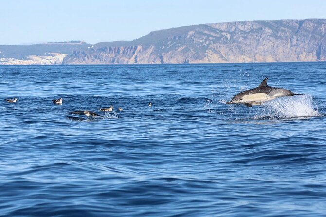 Lisbon Dolphin Watching Ocean Safari - Key Things to Know Before You Go