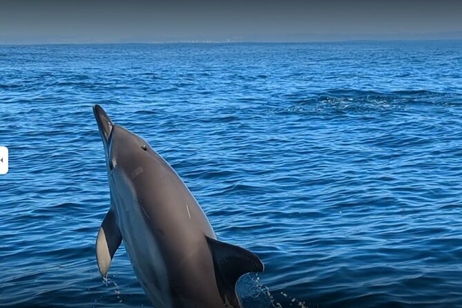 Lisbon Dolphin Watching Ocean Safari - Fast RIB Boat Safari: What the 2.5 Hours Really Feels Like
