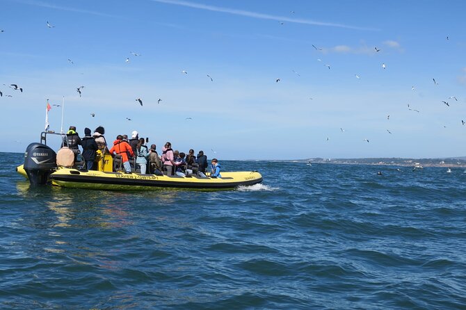Lisbon Dolphin Watching Ocean Safari - The Dolphin Search: How the Crew Improves Your Odds