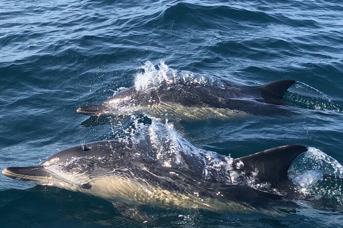 Lisbon Dolphin Watching Ocean Safari - Marine Biologists On Board: Learning Without the Lecture