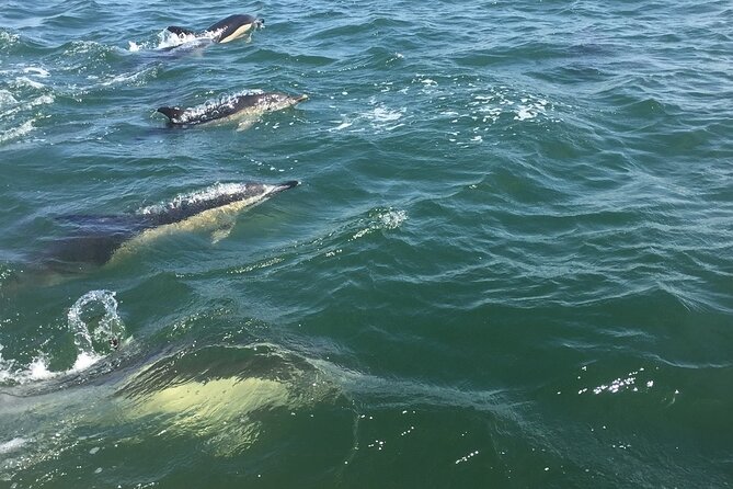 Lisbon Dolphin Watching Ocean Safari - Wildlife Viewing Style: Close, But Respectful and Condition-Based