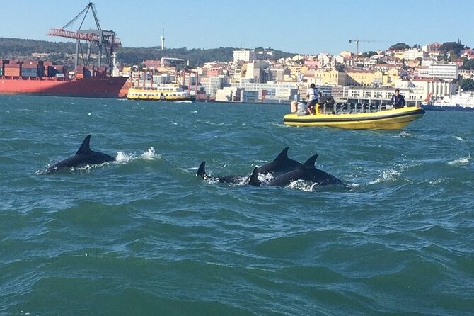 Lisbon Dolphin Watching Ocean Safari - Stops and What You’ll See Along the Way