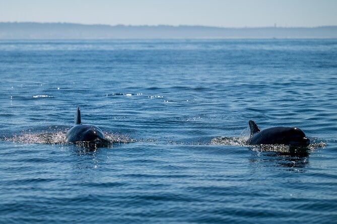 Lisbon Dolphin Watching Ocean Safari - Weather, Clothing, and Photo Tips for a Windy Ride