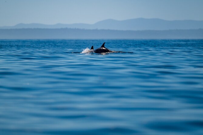 Lisbon Dolphin Watching Ocean Safari - Price and Value: Is $72.08 Worth It?