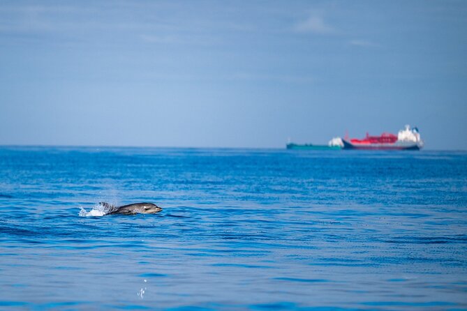 Lisbon Dolphin Watching Ocean Safari - Starting at Doca Alcântara and Gliding Past Belem