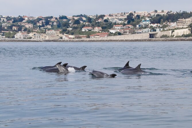 Lisbon: Dolphin Watching with a Marine Biologist - Ocean Safari - From Alcântara Dock to the Atlantic in an 8.5m RIB