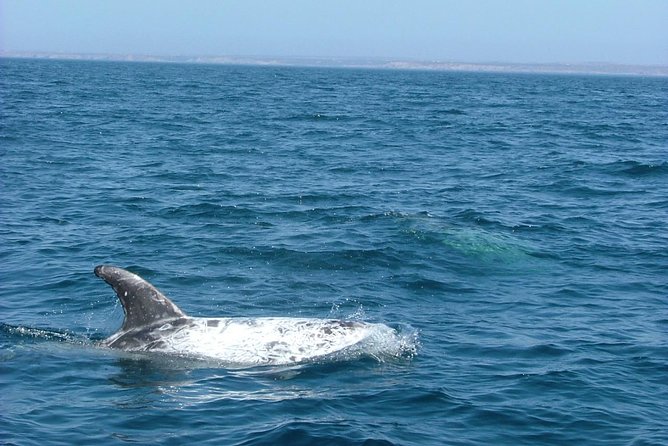 Lisbon: Dolphin Watching with a Marine Biologist - Ocean Safari - Stop 3: Back toward Lisbon sights like Belem Tower
