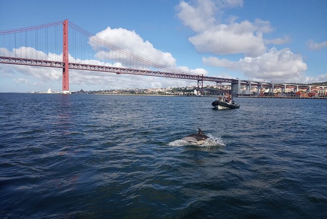 Lisbon: Dolphin Watching with a Marine Biologist - Ocean Safari - Dolphins aren’t guaranteed, but the odds are strong