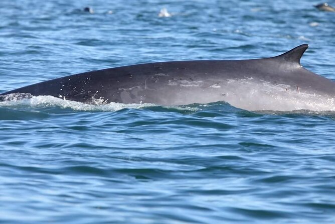 Lisbon: Dolphin Watching with a Marine Biologist - Ocean Safari - Seasickness, cold wind, and what to wear in Lisbon’s Atlantic air