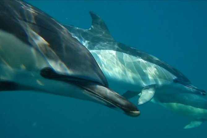 Lisbon: Dolphin Watching with a Marine Biologist - Ocean Safari - Stop 1: Docas de Santo Amaro, where the tour becomes real
