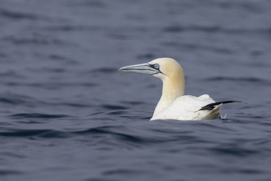 Lisbon: Dolphin Watching with Marine Biologist - Comfort tips that make or break the experience