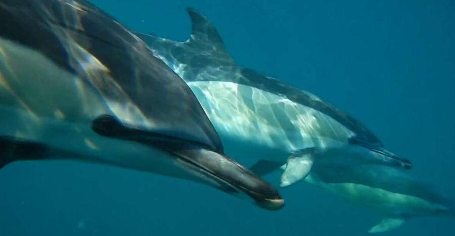 Lisbon: Dolphin Watching with Marine Biologist - Meeting at SeaEO Tours: finding the dock under the red bridge
