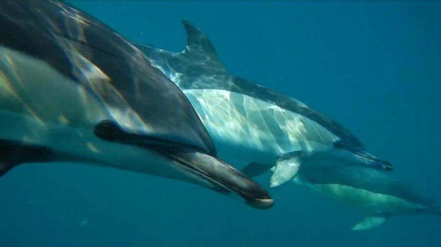 Lisbon: Dolphin Watching with Marine Biologist - The marine biologist search: how spotting actually works