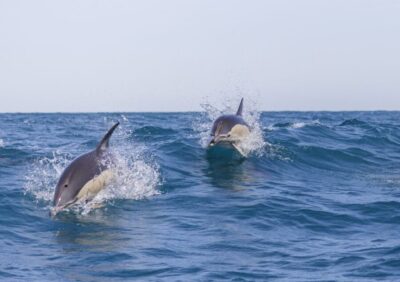 Lisbon: Dolphin Watching with Marine Biologist - A small RIB speedboat that gets you out fast (and what that means)