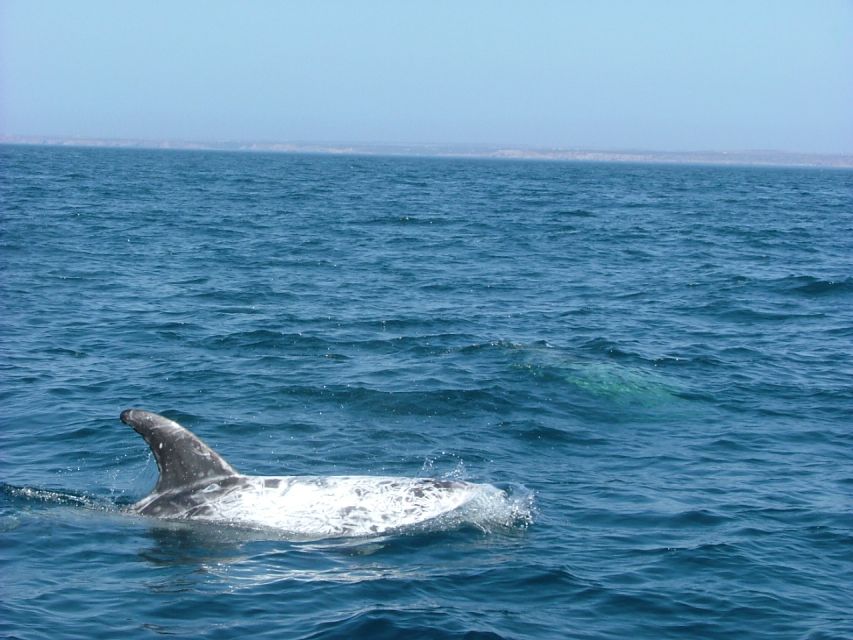 Lisbon: Dolphin Watching with Marine Biologist - What you might see besides dolphins (and how close is close)