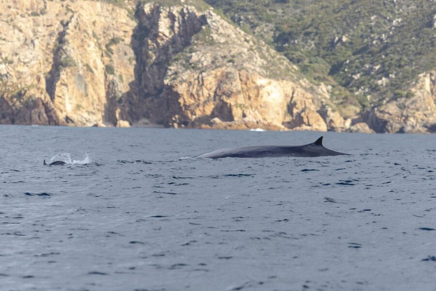 Lisbon: Dolphin Watching with Marine Biologist - Bugio Lighthouse and the coastline: sightseeing without slowing down