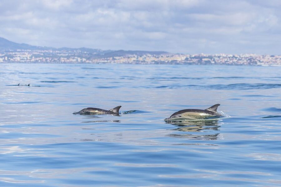 Lisbon: Dolphin Watching with Marine Biologist - Belém Tower quick visit: a short land stop with big-name context