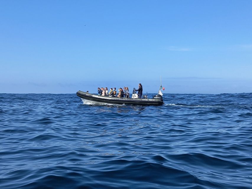 Lisbon: Dolphin Watching with Marine Biologist - The vibe: non-crowded, respect-first, and engaging from start to finish