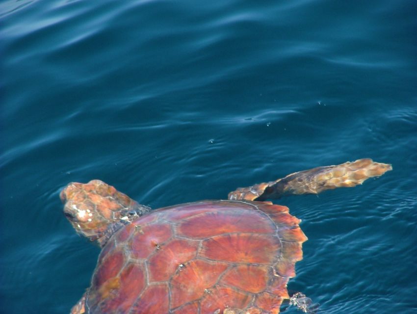 Lisbon: Dolphin Watching with Marine Biologist - Price and value: is $76 worth it?