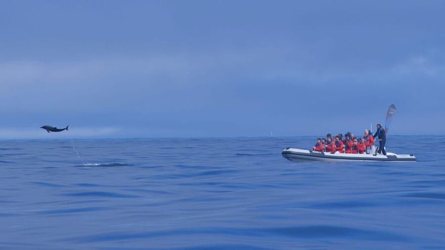 Lisbon: Dolphin Watching with Marine Biologist - Small Group - Who should book this dolphin watching trip in Lisbon?