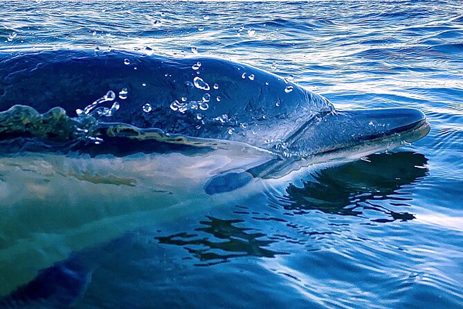 Lisbon: Dolphin Watching with Marine Biologist - Small Group - Meeting at Terra Incógnita and the Oceanic Lounge Start