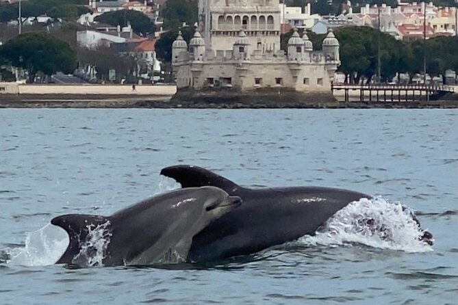 Lisbon: Dolphin Watching with Marine Biologist - Small Group - What you learn from the marine biologist onboard (and why it clicks)