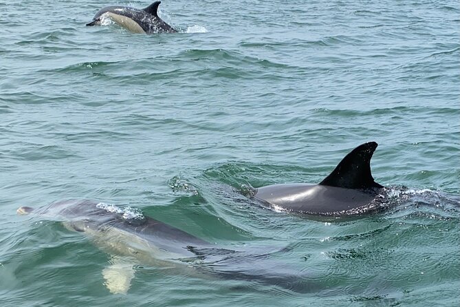 Lisbon: Dolphin Watching with Marine Biologist - Small Group - Photo stops: Fort of São Lourenço do Bugio and Cascais-area views