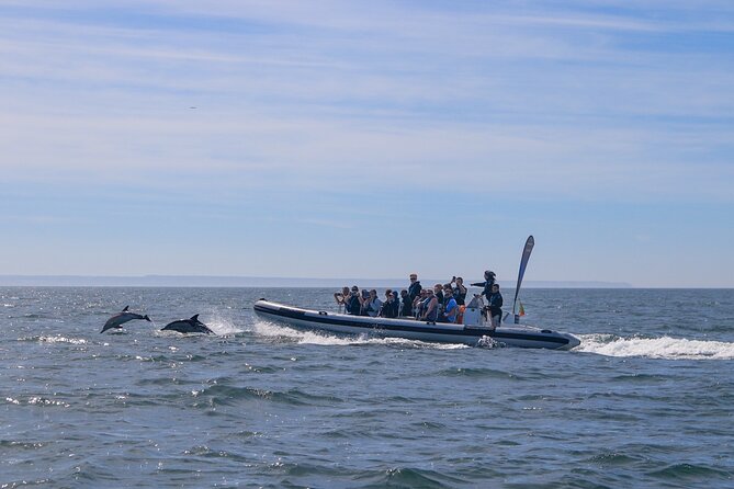 Lisbon: Dolphin Watching with Marine Biologist - Small Group - Wildlife chances: dolphins, whales, seabirds, and the reality of wild animals