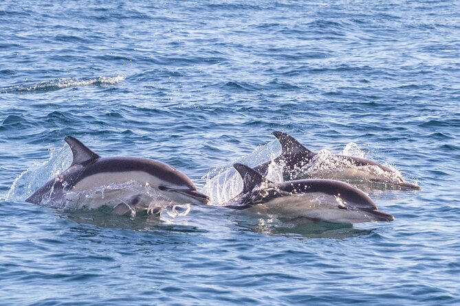 Lisbon: Dolphin Watching with Marine Biologist - Small Group - Sustainability tied to Oceanário de Lisboa (not just feel-good talk)